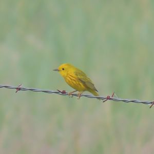 Yellow Warbler (Setophaga petechia)