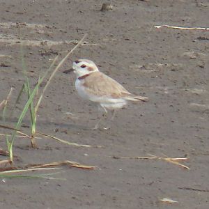 Snowy Plover (Anarhynchus nivosus)