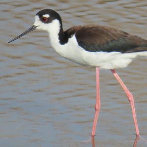 Black-necked Stilt (Himantopus mexicanus)