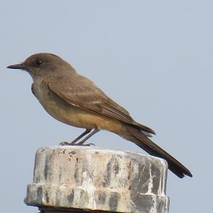 Say’s Phoebe (Sayornis saya)