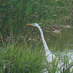 Great Egret (Ardea alba)