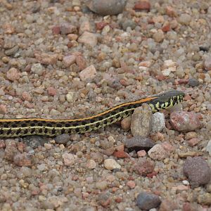 Plains Garter Snake (Thamnophis radix)