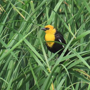 Yellow-headed Blackbird (Xanthocephalus xanthocephalus)