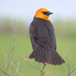 Yellow-headed Blackbird (Xanthocephalus xanthocephalus)