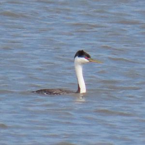 Western Grebe (Aechmophorus occidentalis)