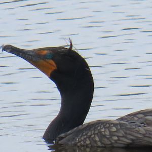 Double-crested Cormorant (Nannopterum auritum)