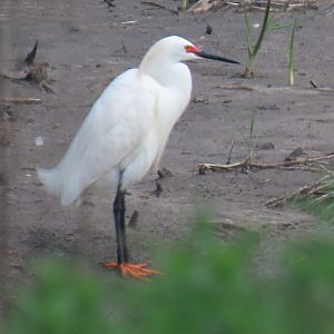Snowy Egret (Egretta thula)