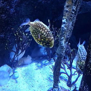 ID species-Riverbanks Zoo