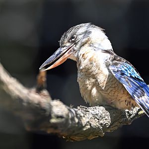 Blue-winged kookaburra