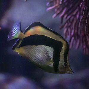 Scythe Butterflyfish