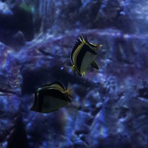 Scythe Butterflyfish Pair