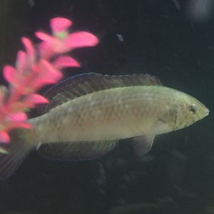 Dotalabrus aurantiacus? - Seahorse World, Tasmania