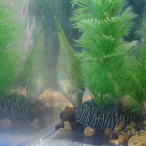 Acanthaluteres spilomelanurus or A. vittiger? - Seahorse World, Tasmania