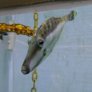 Monacanthid ID? - Seahorse World, Tasmania
