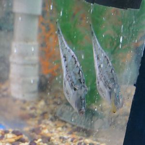Monacanthid ID? - Seahorse World, Tasmania