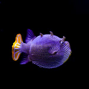 Ornate Boxfish (male)