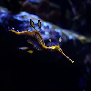 Weedy Seadragon
