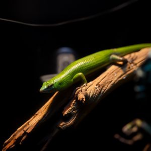 Emerald Tree Skink