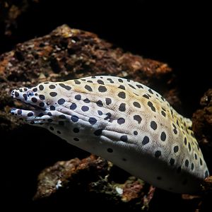 Spotted Moray