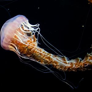 Black Sea Nettle
