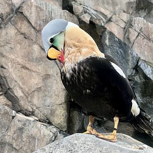 King Eider