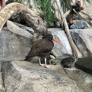 Black Oystercatcher