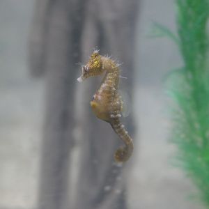 Short-snouted Seahorse (Hippocampus breviceps)