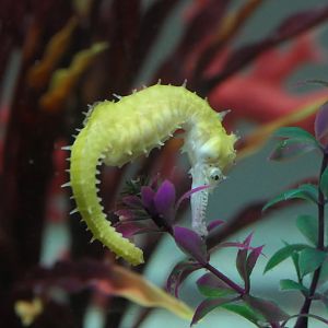 Barbour's Seahorse (Hippocampus barbouri)