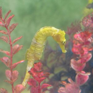 Slender Seahorse (Hippocampus reidi)