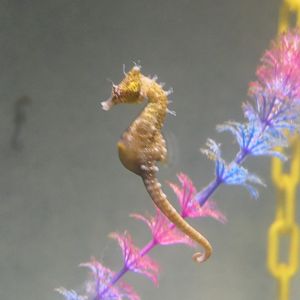 Short-snouted Seahorse (Hippocampus breviceps)