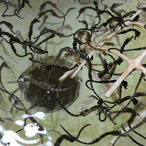 Pot-bellied Seahorse fry (Hippocampus abdominalis)