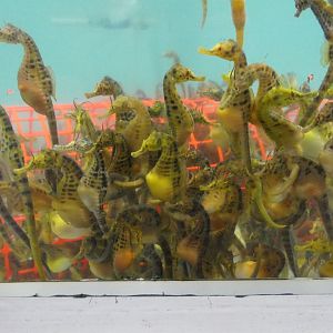 Pot-bellied Seahorse (Hippocampus abdominalis)