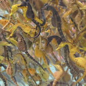 Pot-bellied Seahorse (Hippocampus abdominalis)
