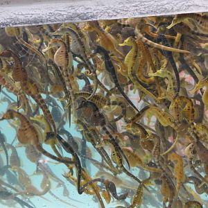 Pot-bellied Seahorse (Hippocampus abdominalis)