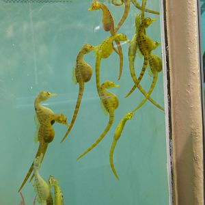 Pot-bellied Seahorse (Hippocampus abdominalis)