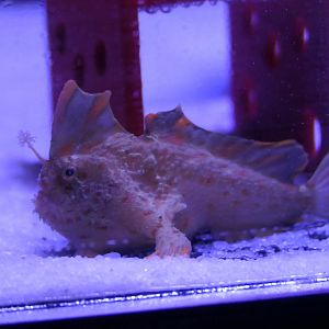 Red Handfish (Thymichthys politus)