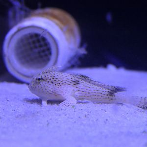 Spotted Handfish (Brachionichthys hirsutus)