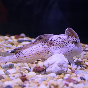 Spotted Handfish (Brachionichthys hirsutus)