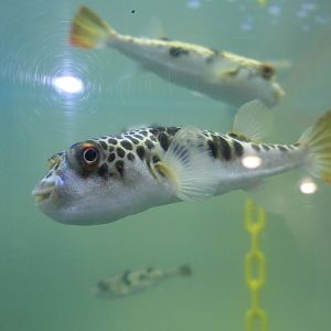 Smooth Toadfish (Tetractenos glaber)