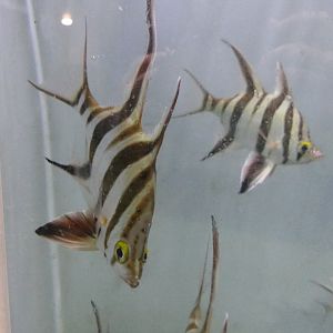 Old Wife (Enoplosus armatus)