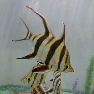 Old Wife (Enoplosus armatus)