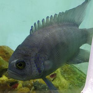 Southern Blue Devil (Paraplesiops meleagris)