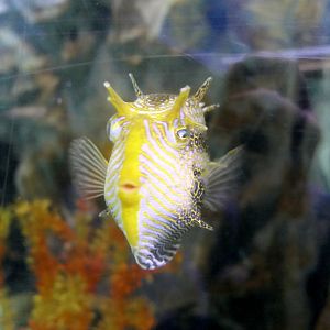 Ornate Cowfish (Aracana ornata)