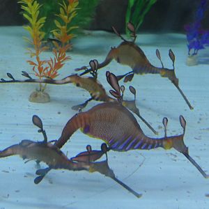 Weedy Seadragon (Phyllopteryx taeniolatus)