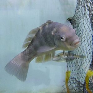 Purple Wrasse (Notolabrus fucicola)