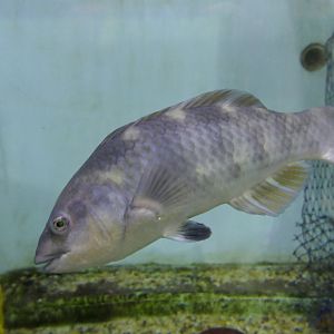 Purple Wrasse (Notolabrus fucicola)