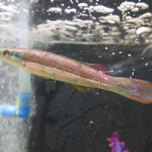 Longray Weed-whiting (Siphonognathus radiatus)