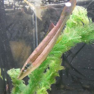 Longray Weed-whiting (Siphonognathus radiatus)