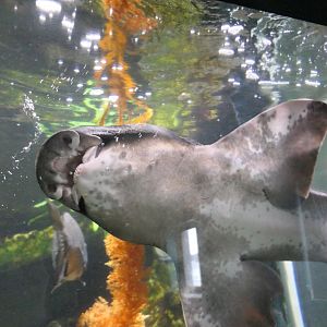 Port Jackson Shark (Heterodontus portusjacksoni)