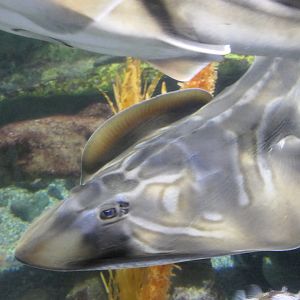 Southern Fiddler Ray (Trygonorrhina dumerilii)